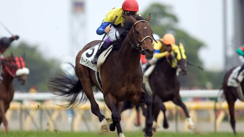 馬經版貼士專業分析